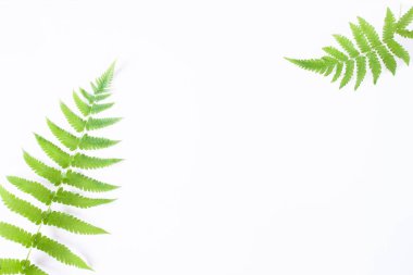 Kopya alanı ile beyaz arka plan üzerinde izole fern düz lay