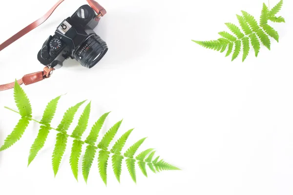 Płaskie ukształtowanie aparatu i paproci liście na białym tle — Zdjęcie stockowe