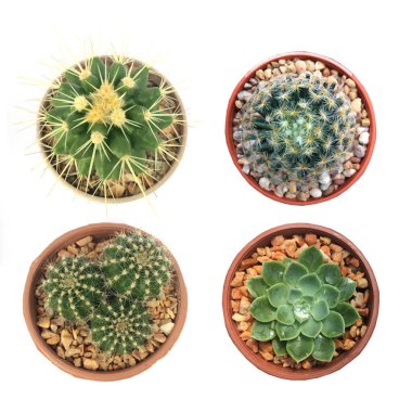 Beyaz arkaplanda kaktüs