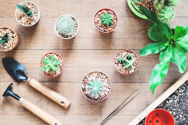 Kaktüs ve pot bitki üzerinde ahşap arka plan Bahçe aletleri ile çeşitli 