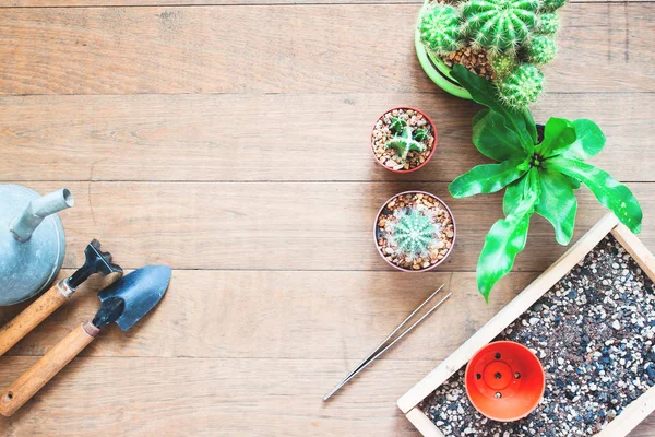 Variedad de cactus y maceta con herramientas de jardín sobre fondo de madera con espacio para copiar — Foto de Stock