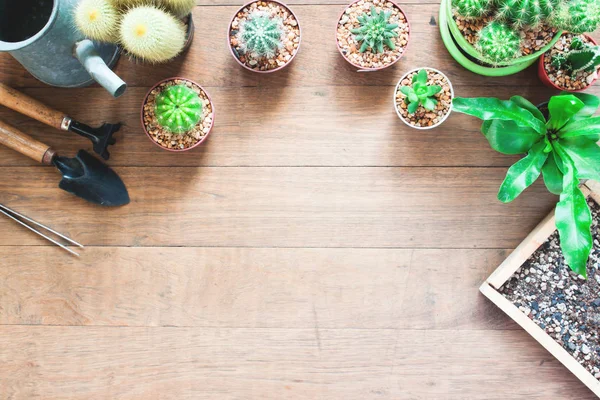 Variedad de cactus en macetas con herramientas de jardín sobre fondo de madera con espacio para copiar — Foto de Stock