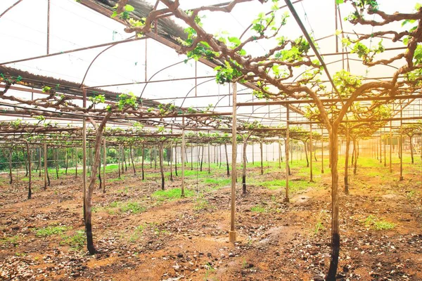 Grape fruit farm, start growing agriculture farm