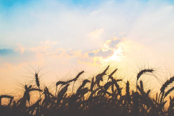 Campo de arroz silueta con cielo y puesta de sol, Copiar espacio — Foto de Stock