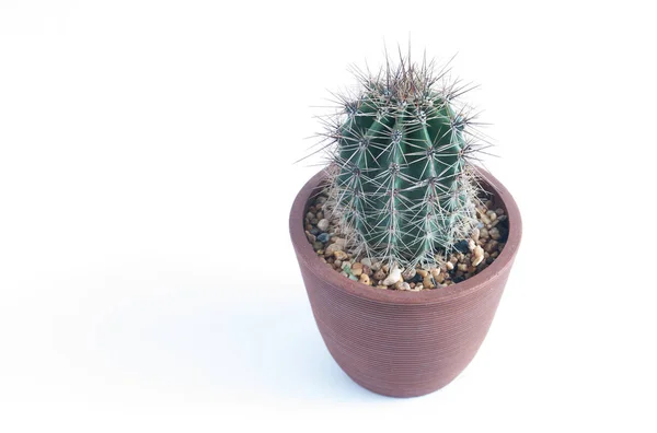 Cactus isolé sur fond blanc avec espace de copie — Photo