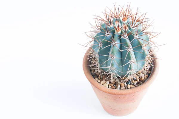 Cactus isolé sur fond blanc avec espace de copie — Photo
