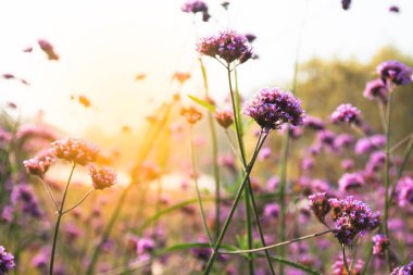 Gün batımı mor çiçek alanın üzerinde 