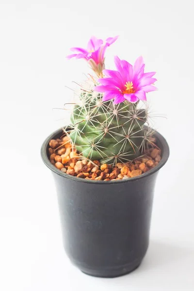 Närbild av kaktus med rosa blommor i kruka — Stockfoto