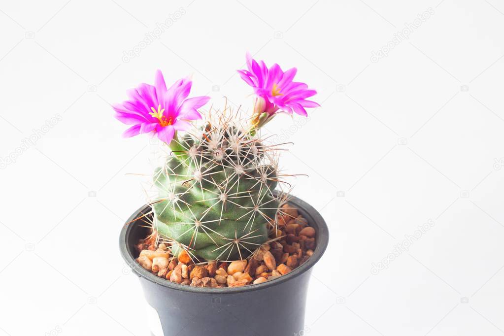 Cactus with pink flowers on white background