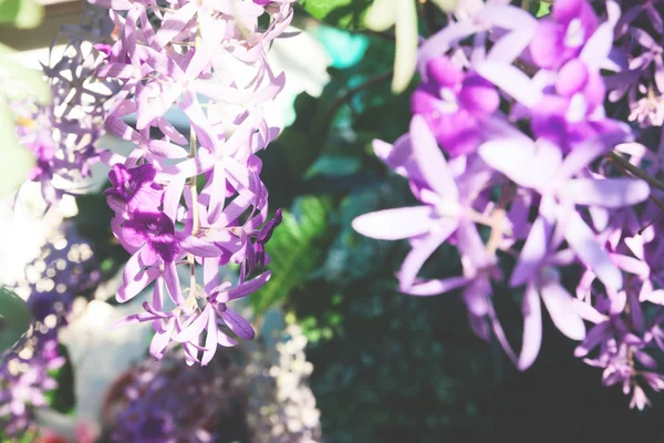 Mor çiçekler, seçici odak çiçek açan 