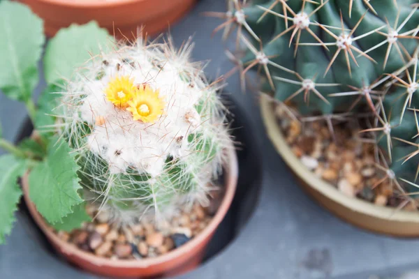 Close up van Cactusbloem — Stockfoto