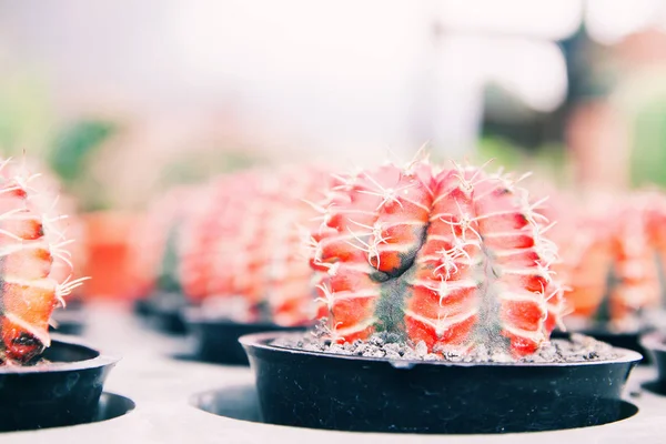Close up van verschillende kleur van cactus — Stockfoto