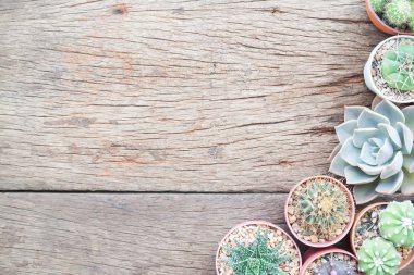 Kaktüs bitkileri grunge ahşap masa üzerinde pot ve Bahçe araçları ile düz yatıyordu Bahçe masa
