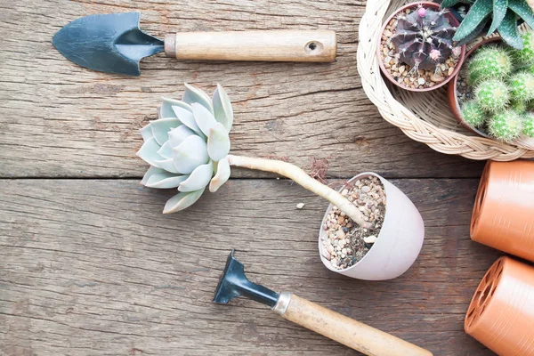 Creativo escritorio de jardinería plana con plantas suculentas y de cactus en maceta y herramientas de jardín — Foto de Stock