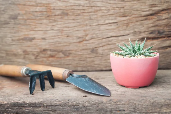 Planta de cactus y herramientas de jardín sobre fondo de madera — Foto de Stock