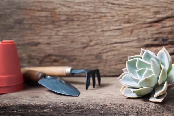 Bela suculenta com ferramentas de jardim na mesa de madeira — Fotografia de Stock