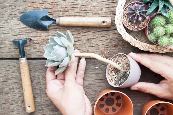Gardener's handen met succulente op grunge houten tafel, Hobby en Lifestyle — Stockfoto