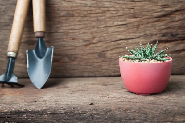 Planta de cactus y herramientas de jardín sobre fondo de madera grunge — Foto de Stock