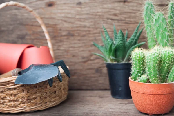 Cactus plantas y herramientas de jardín en cesta sobre fondo de madera — Foto de Stock