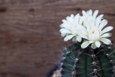 Çiçek açan kaktüs çiçeği kapatın