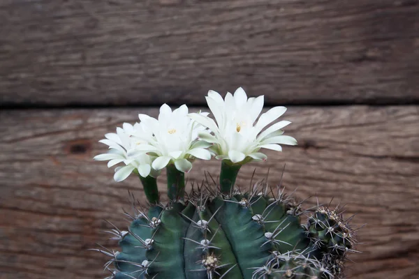 Белый цветок кактус, красивый цветущий цветок — стоковое фото