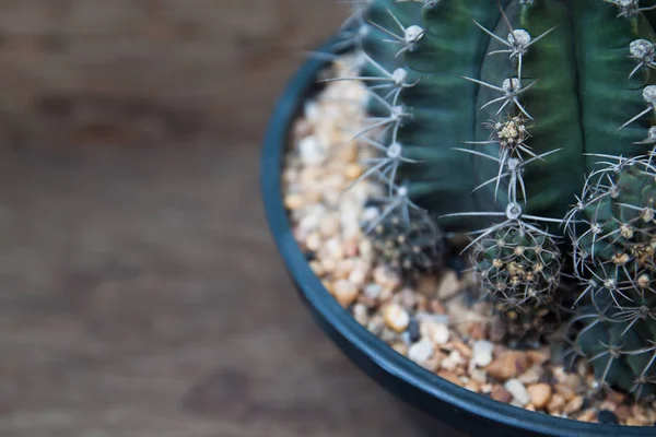Kaktüs kafa, botanik ve Bahçe kavramı kadar yakın