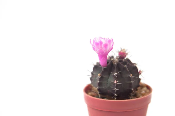 Cactus plant met bloeiende roze bloem op witte achtergrond — Stockfoto