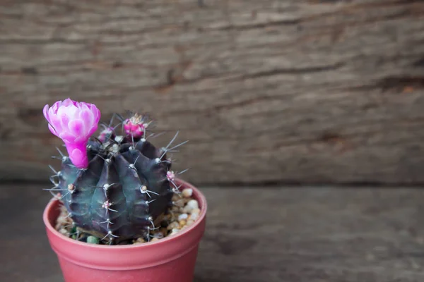 Plante de cactus avec fleur rose fleurie sur fond bois rustique — Photo
