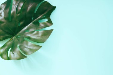 Monstera yaprak mavi pastel renkli, en az kavramı, düz lay