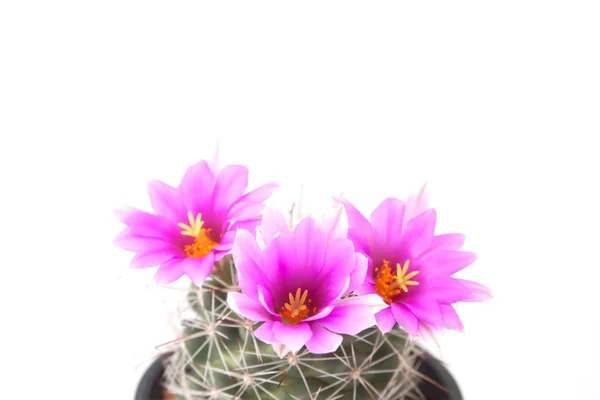 Pink color flower cactus isolated on white background, Close up — Stock Photo, Image