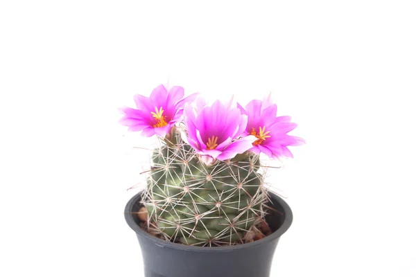 Color rosa cactus flor aislado sobre fondo blanco — Foto de Stock
