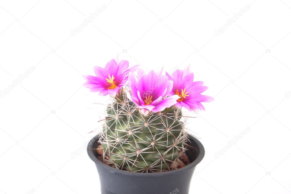 Pink color flower cactus isolated on white background