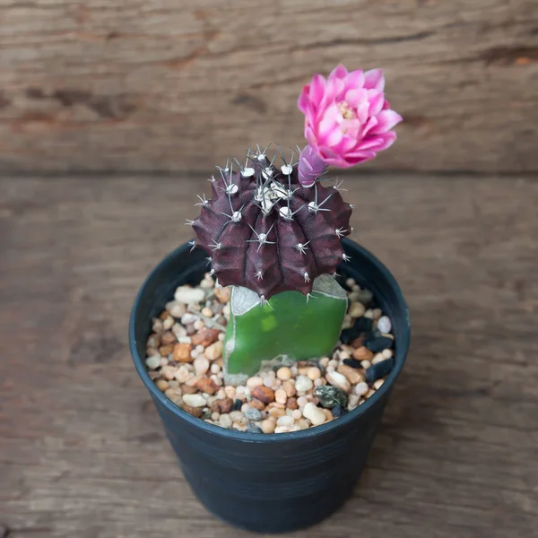 Flor de cactus, Cactus en maceta sobre fondo de madera — Foto de Stock