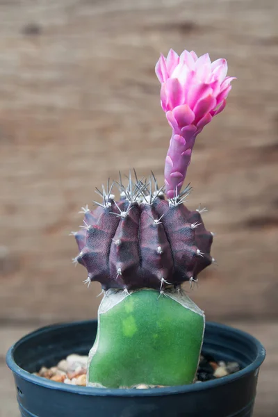 Cactusbloem, Cactus in potplant op houten achtergrond — Stockfoto