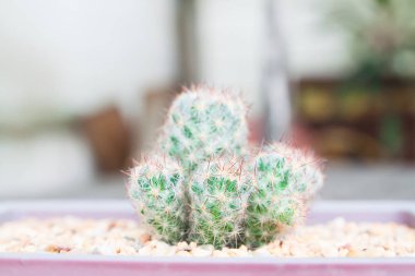 Kadar kaktüs fabrikayı kapatma