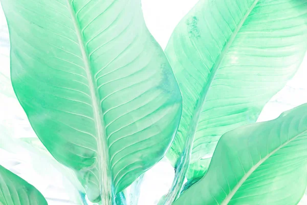 Zielone liście wzór tła i tekstury — Zdjęcie stockowe