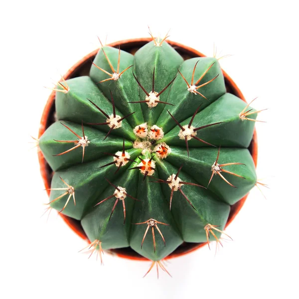 Directamente encima de cactus de forma hermosa sobre fondo blanco — Foto de Stock