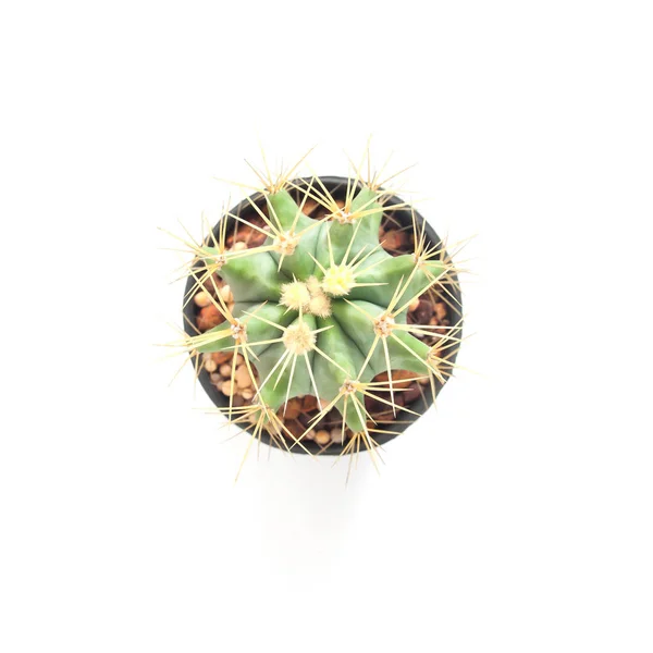 Cactus vue du dessus avec épine jaune sur fond blanc — Photo