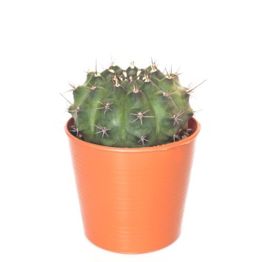 Beyaz arka plan üzerinde izole pot bitki kaktüs