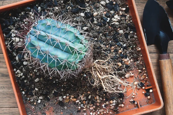 Cactus met kale wortels, tuinieren cactus, kamerplant — Stockfoto