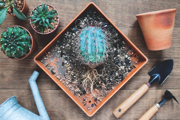 Cactus met kale wortels en tuingereedschap op houten tafel, tuinieren cactus — Stockfoto