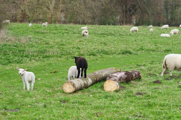 草场上的羊 — 图库照片