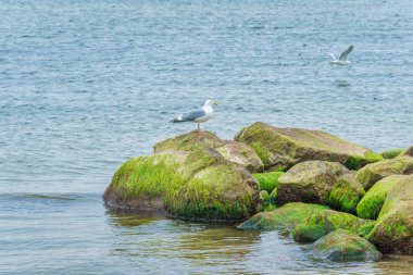 Sahilde deniz martı