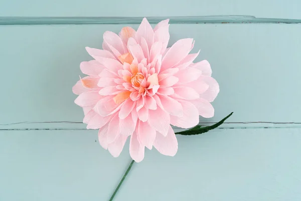 Enda papper dahlia blomma — Stockfoto