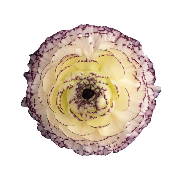 Flor de Ranúnculo em branco — Fotografia de Stock