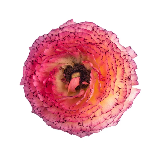 Ranunculus blossom on white — Stock Photo, Image