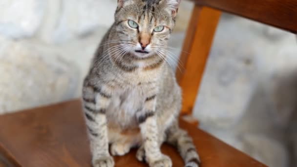 Chat tabby aux yeux verts — Video