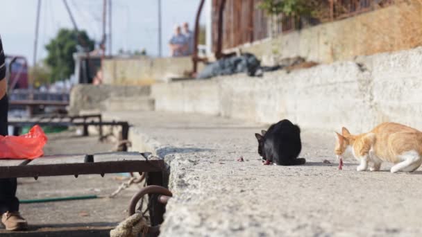 Уличные кошки едят рыбу на пирсе — стоковое видео