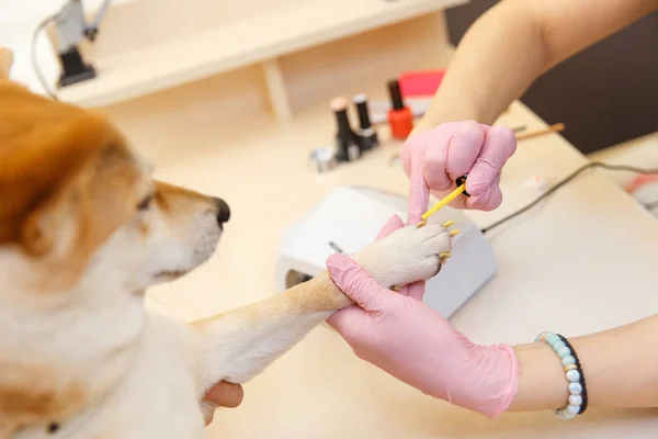 Shiba Inu perro una cita en la esteticista —  Fotos de Stock