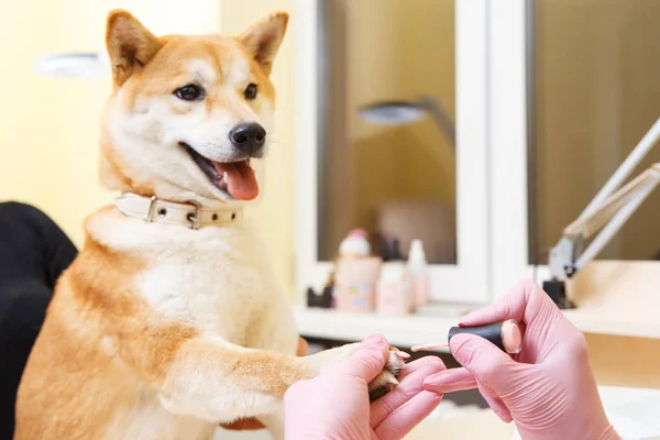 Shiba Inu perro una cita en la esteticista —  Fotos de Stock